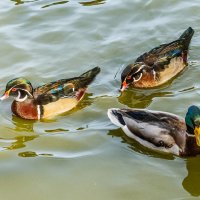 Каролинка :: SanSan 