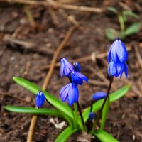 Пролеска :: Александр Лычагин