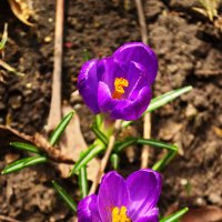 шафран :: Александр Лычагин