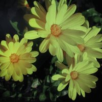 Солнечная красота :: Людмила Смородинская