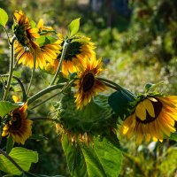 Лето :: Петр 