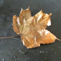 Лист :: Н.Н. Баранова