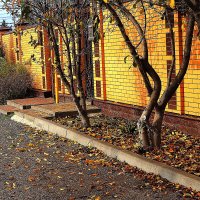 Облетели листики :: Юрий Гайворонскiий