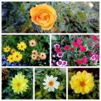 Осенние цветы. :: Лия ☼