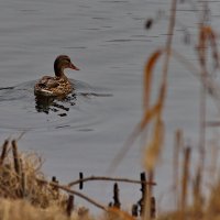 Туманным утром на озере... :: Николай Саржанов