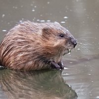 Ондатра :: Лина 