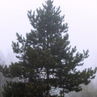 *** :: Игорь Протасов