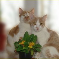 Две красотки ... :: Валентина Надсон