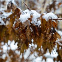 Первый снег на жухлых листьях :: Александр Синдерёв