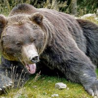 Так хочется спеть! :: Alexandеr P