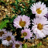 Летние :: Елена Семигина