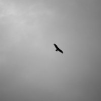 Свобода выбора :: Евгений Виличинский