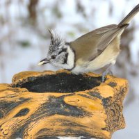 Гренадерка :: Ольга Митрофанова