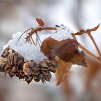 Под шапочкой снега. :: Татьяна Бравая