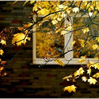 ОКНО... :: Elvira E. 