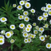 Любопытные малышки :: Freddy 97