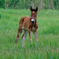 Малышка. :: nadyasilyuk Вознюк
