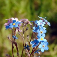 Незабудочки цветы. :: nadyasilyuk Вознюк