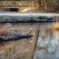 Цапля на охоте... :: Николай Гирш