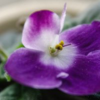 *** :: Виктор Иванович Чернюк