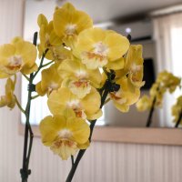 Моя коллекция орхидей :: Irene Irene