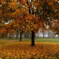 Старый клён :: Юрий. Шмаков