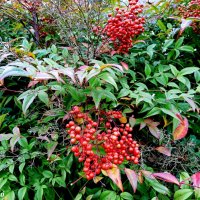 Адлер... ноябрь... :: Нина Бутко