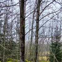 Наш декабрь :: Ольга Попова (popova/j2011)