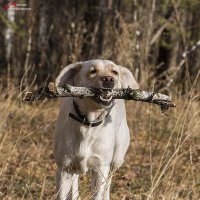 Ка прогулке :: Андрей Пристяжнюк