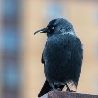 Галка. :: Анатолий. Chesnavik.