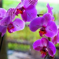 Орхидея на окне :: Сергей Ц
