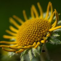 Геометрия цветка... :: Николай Гирш