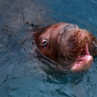 морж :: Михаил Бибичков