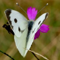 опять про бабочек...131 :: Александр Прокудин