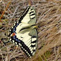 опять про бабочек...135 :: Александр Прокудин