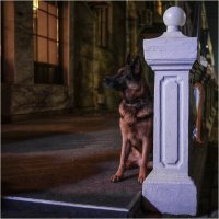 Настоящий друг :: Сергей В