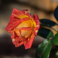 одинокая, но красивая :: Ольга Косачова