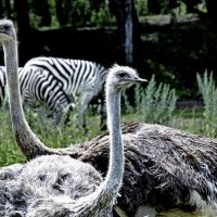 Однажды ;-) :: Алексей Пышненко