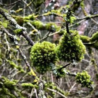 Мшистые ветви :: Любовь 