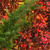 Красота :: Юрий Гайворонскiий