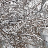 Первый снег :: Светлана Ищенко