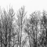 Дрозды прилетели :: Валерий Иванович