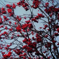 Ждёт птичек :: Людмила Смородинская