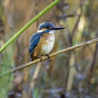 Зимородок. :: Alexander Amromin