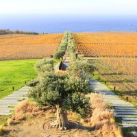 Оливковая аллея :: Геннадий Валеев