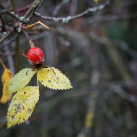 ! :: Вен Гъновски