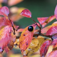 *** :: Владимир Безбородов