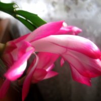 Декабрист :: Елена Семигина