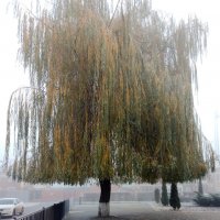 *** :: Валентина Береснева