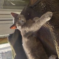 хозяин... :: Галина Флора